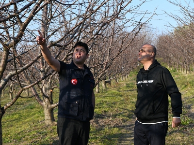 Lapseki’de meyve bahçelerine inceleme