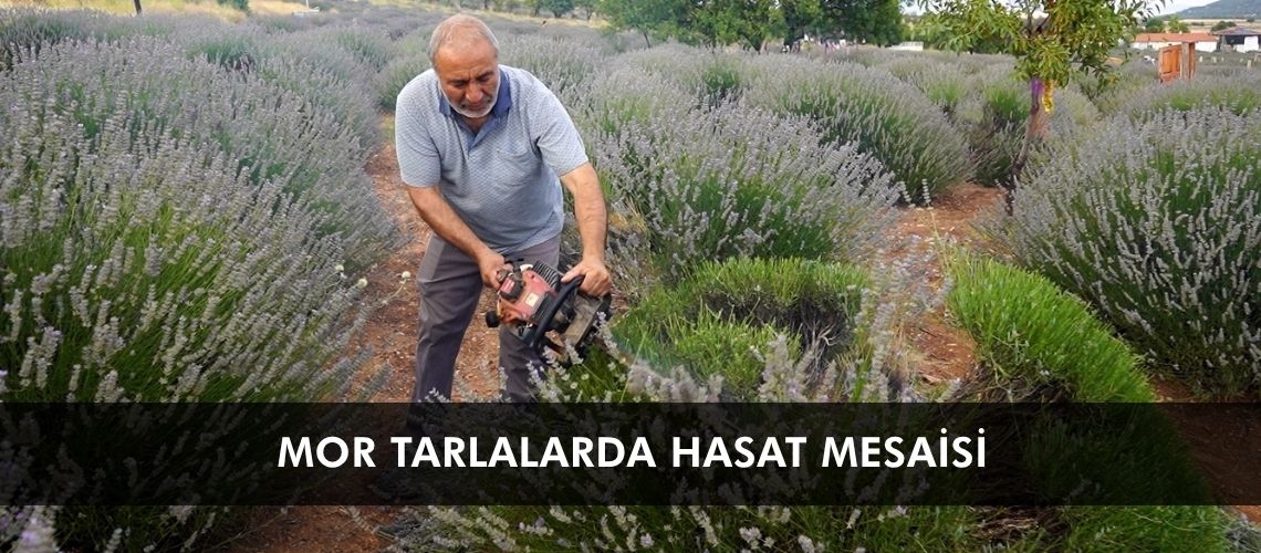 Mor tarlalarda hasat mesaisi