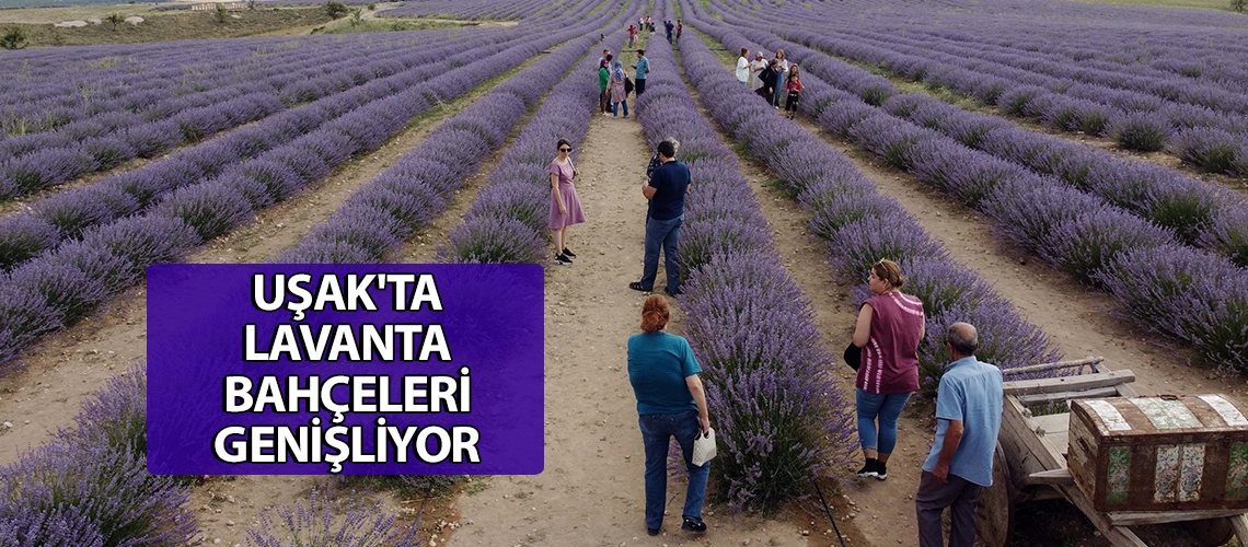 Uşak'ta lavanta bahçeleri genişliyor
