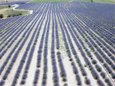 Uşak'ta lavanta bahçeleri genişliyor