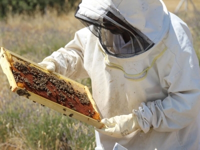 Lavanta tarlasından bal hasadı başladı