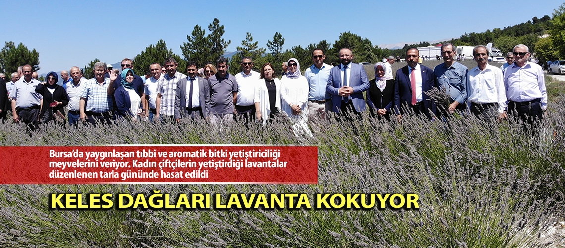 Keles Dağları lavanta kokuyor