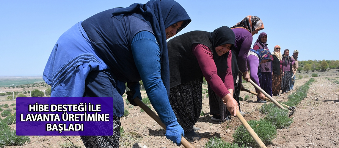 Hibe desteği ile lavanta üretimine başladı