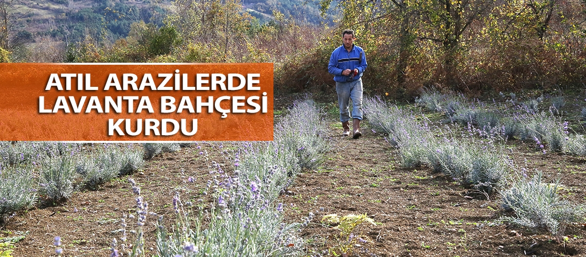 Atıl arazilerde lavanta bahçesi kurdu