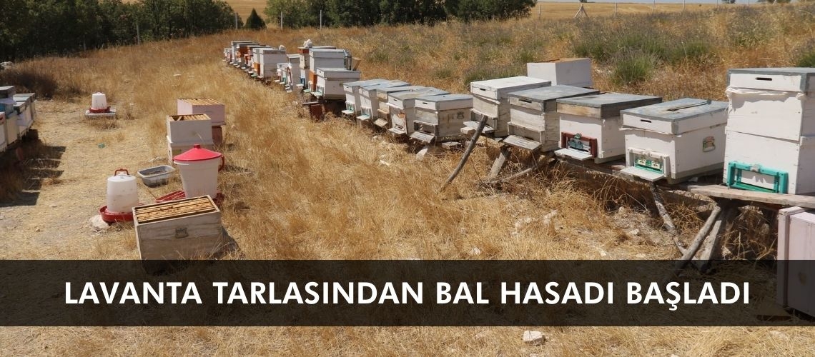 Lavanta tarlasından bal hasadı başladı
