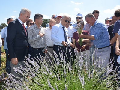 Denizli’de lavanta üretiminde atılım