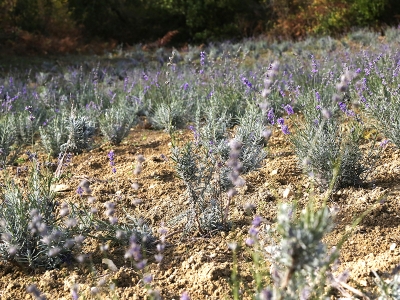 Atıl arazilerde lavanta bahçesi kurdu