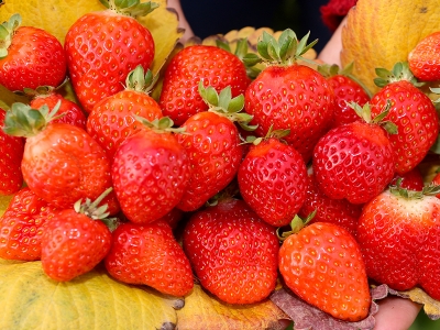 Kasımda çilek hasadı yapılıyor