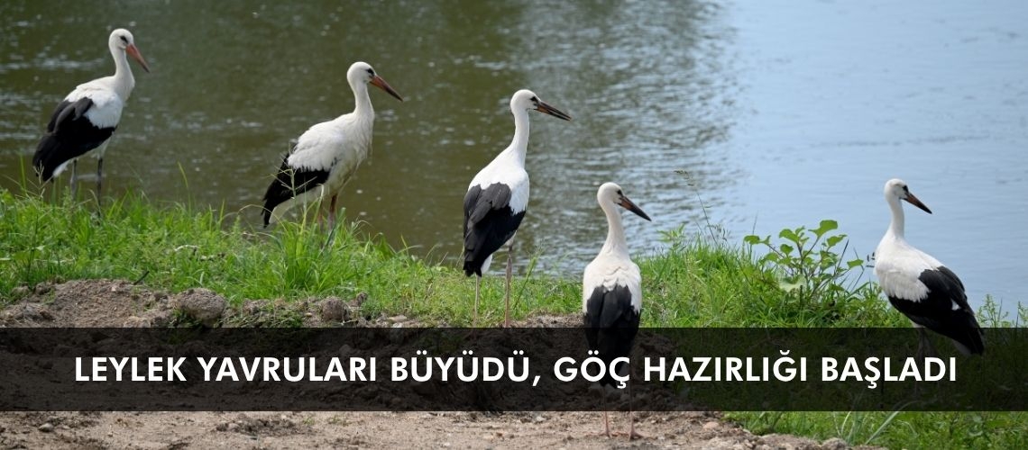 Leylek yavruları büyüdü, göç hazırlığı başladı