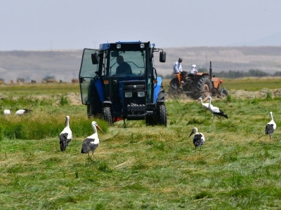 Çiftçiler hasada başladı, leylekler çayırları şenlendirdi