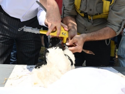 Trakya’nın kuşları proje ile halkalanıyor