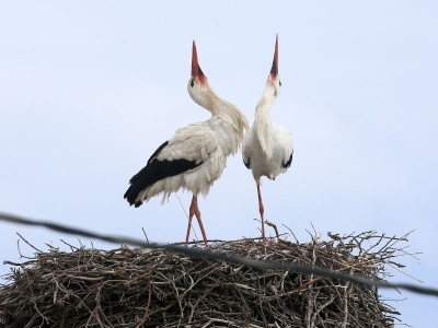 Leyleklerle köylülerin 44 yıllık dostluğu