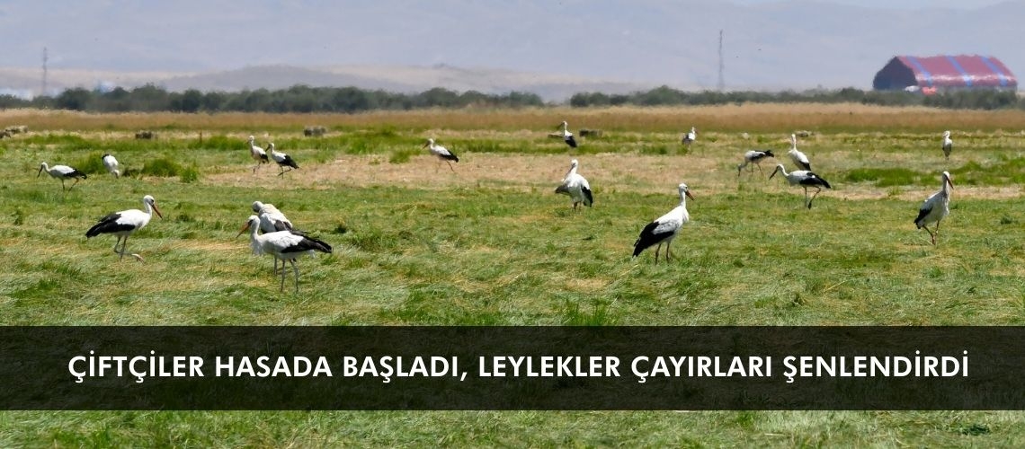 Çiftçiler hasada başladı, leylekler çayırları şenlendirdi