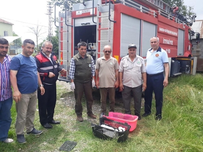 Aç kalan leylek yavruları kurtarıldı