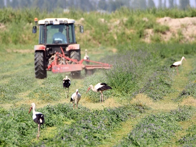 Hasat bereketini leyleklerle paylaşıyorlar