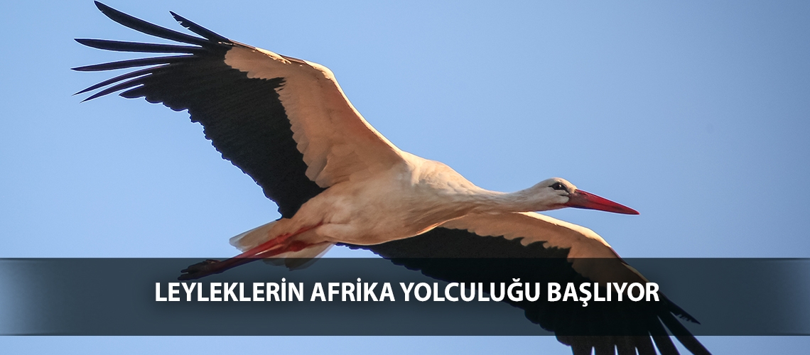 Leyleklerin Afrika yolculuğu başlıyor
