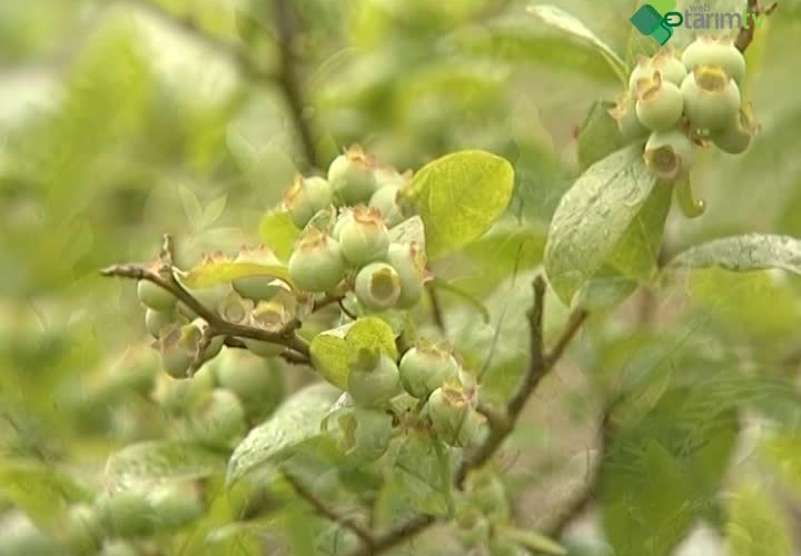 Likapa Altın Çilek