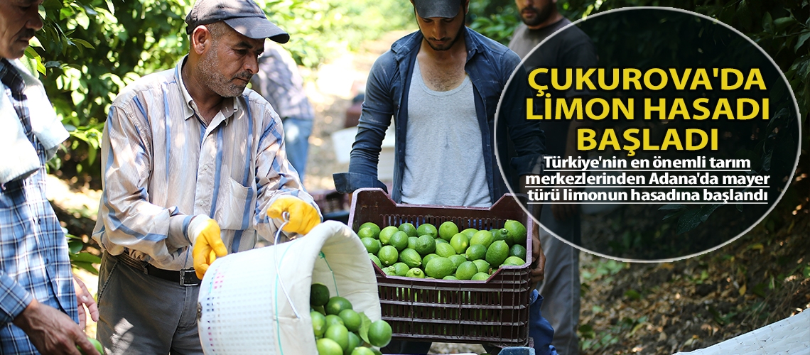 Çukurova'da limon hasadı başladı