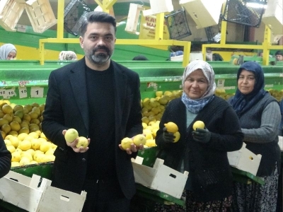 Limonda hasat sonu yaklaştı