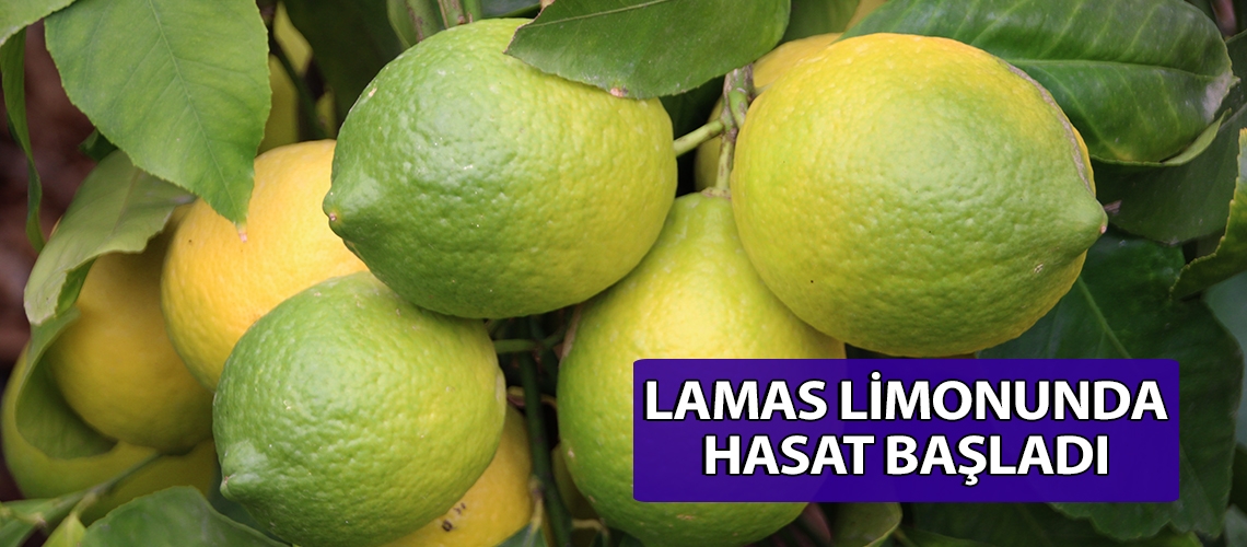 Lamas limonunda hasat başladı