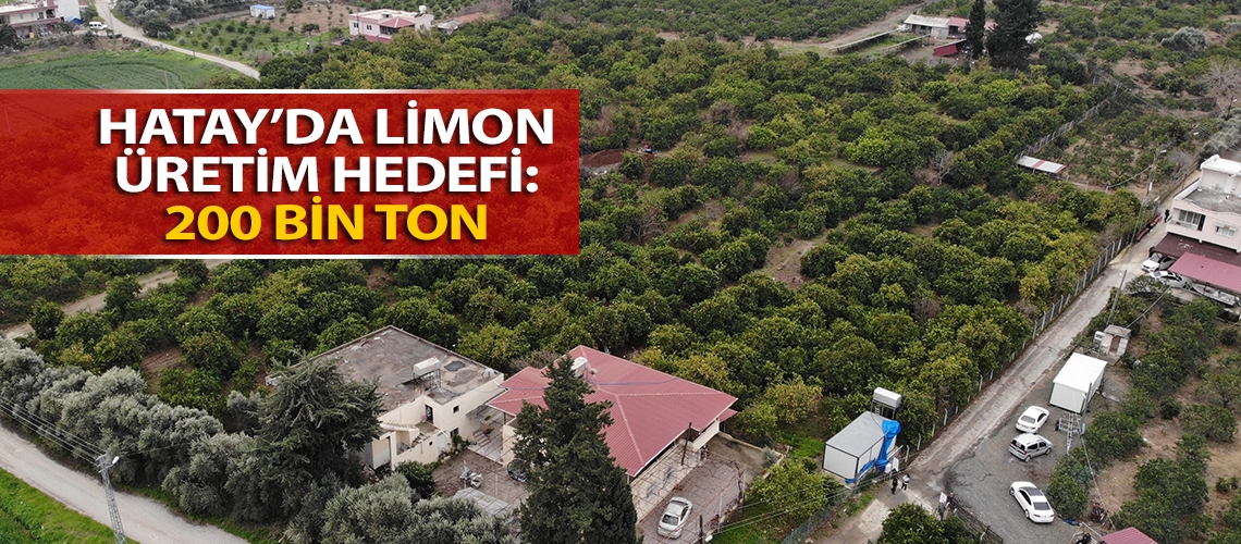 Hatay’da limon üretim hedefi: 200 bin ton