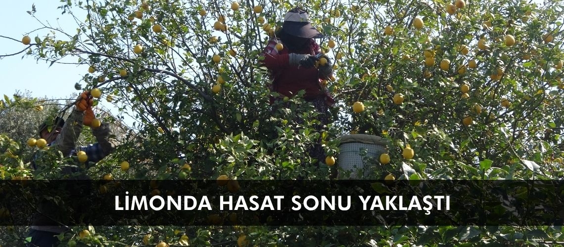 Limonda hasat sonu yaklaştı