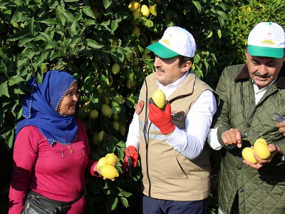 Lamas limonunda hasat başladı