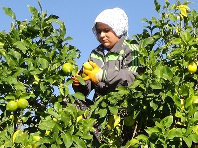 Tescilli Lamas limonunda hasat başladı