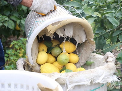 Hatay’da limon üretim hedefi: 200 bin ton