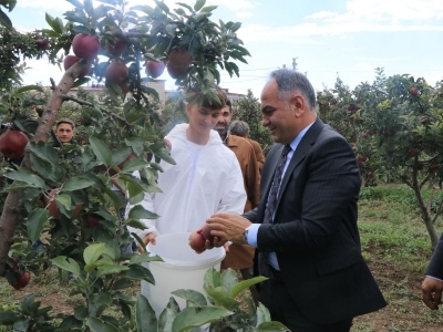 Liselilerin yetiştirdiği elmalar hasat ediliyor