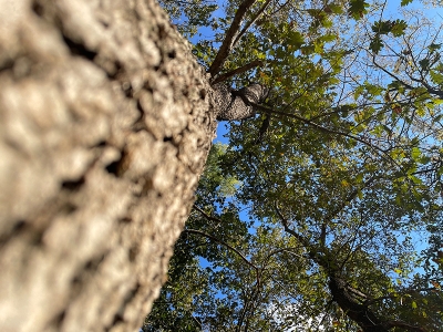 Longozlarda sonbahar güzelliği