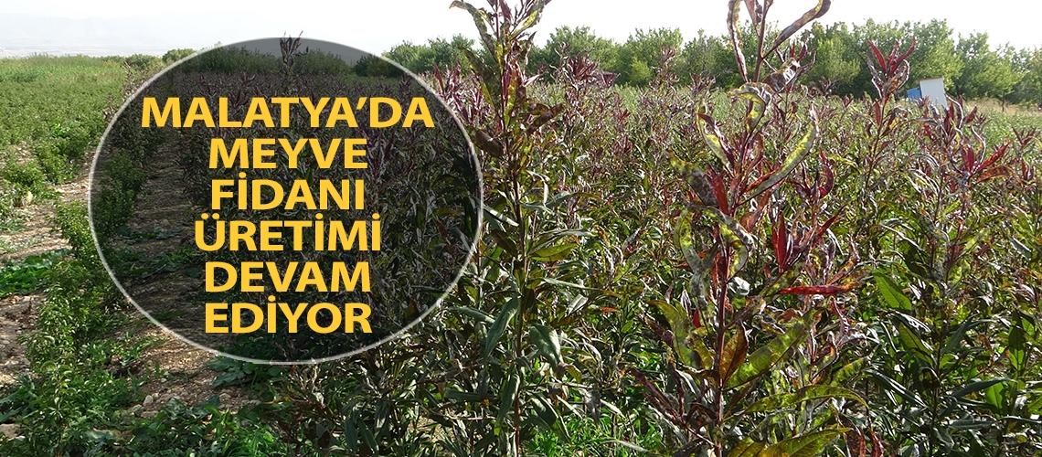 Malatya’da meyve fidanı üretimi devam ediyor
