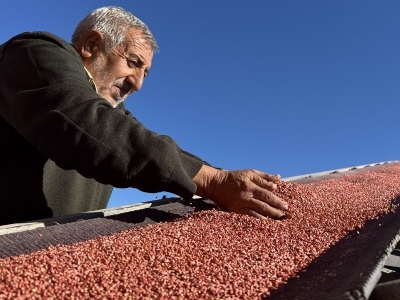 Kuraklığa dayanıklı tohumlar Kırşehir'de üretiliyor