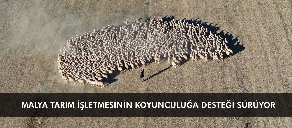 Malya Tarım İşletmesinin koyunculuğa desteği sürüyor
