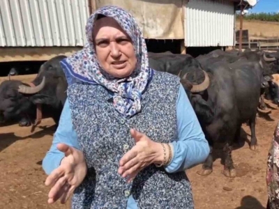 Kadın üreticilerden manda sütü hamlesi