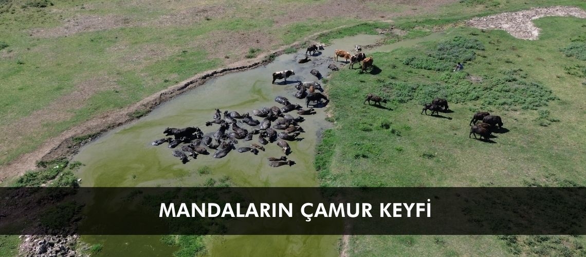 Mandaların çamur keyfi