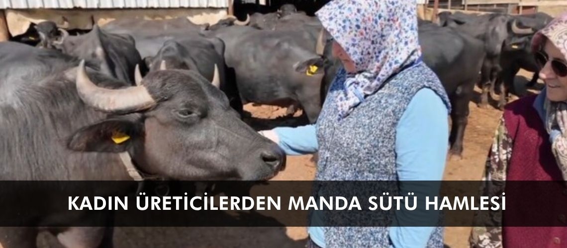 Kadın üreticilerden manda sütü hamlesi