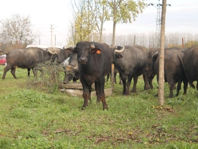 Düzce’de manda üreticilerine destek