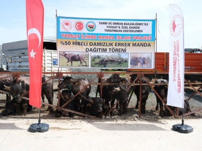 Yozgat'ta damızlık manda dağıtıldı