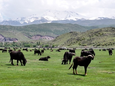 Kayseri’de manda sayısı artıyor