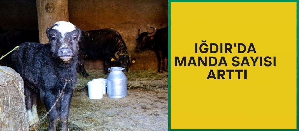 Iğdır'da manda sayısı arttı