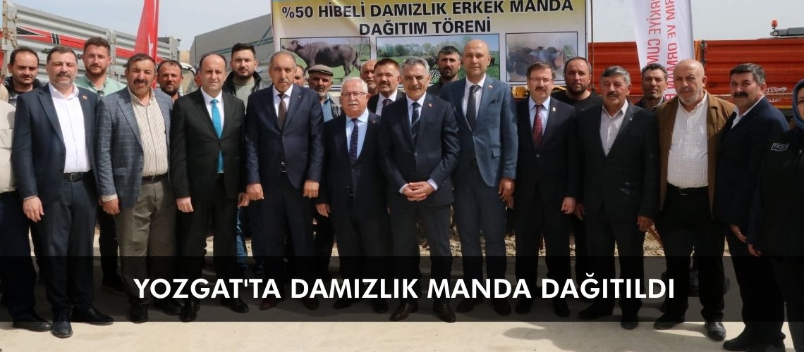 Yozgat'ta damızlık manda dağıtıldı