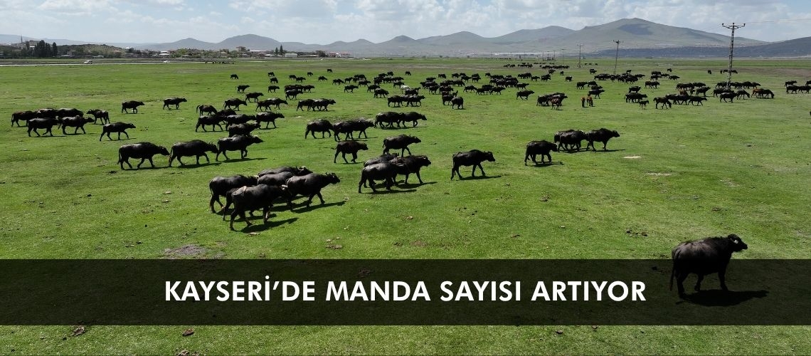 Kayseri’de manda sayısı artıyor