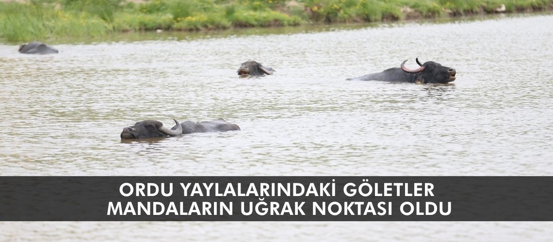 Ordu yaylalarındaki göletler mandaların uğrak noktası oldu