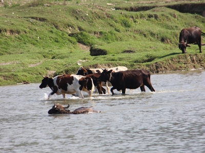 Düzce Ovasında mandalardan görsel şov