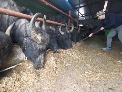 Bilgisayar mühendisinin hayvancılık tutkusu