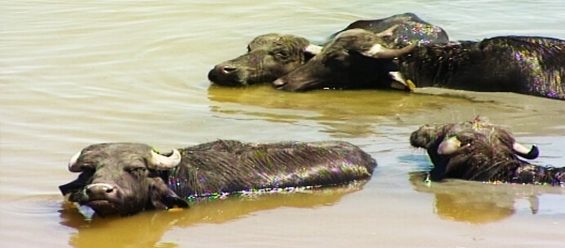 Manda Yetiştiriciliği
