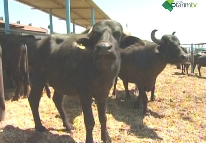 Mandada Döl Verimi ve Malak Yetiştiriciliği