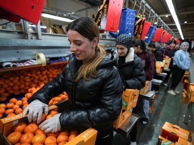 Mandalina ihracatı rekora ulaştı