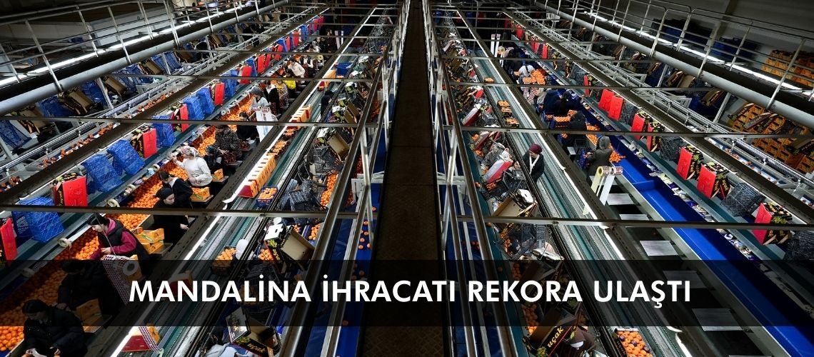Mandalina ihracatı rekora ulaştı